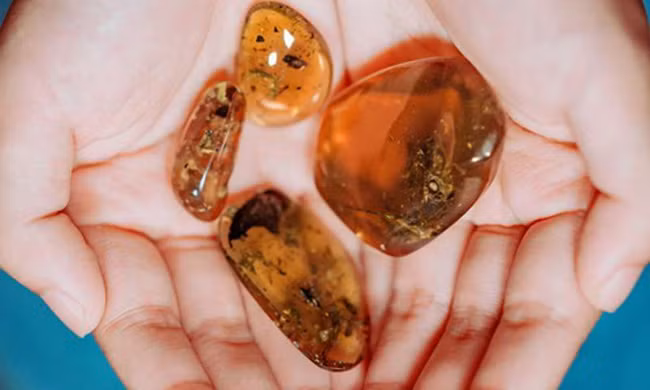 Hổ phách 99 triệu năm lưu giữ xác ếch cổ đại