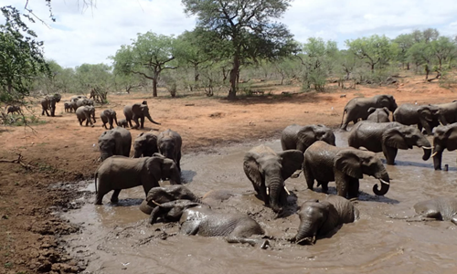 Những con voi châu Phi trong một vũng nước tại công viên quốc gia Kruger Những con voi châu Phi trong một vũng nước tại công viênquốc gia Greater Kruger. Ảnh: Mark Wright.