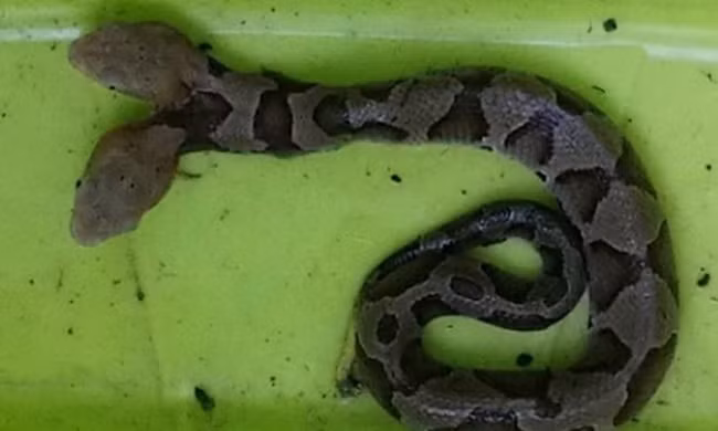 Rắn độc hai đầu bò vào nhà dân 