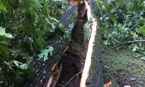 Thân cây mục ở giữa chứa gần 70.000 con ong