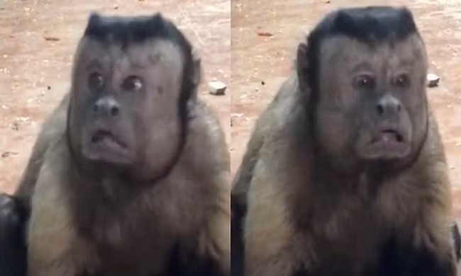 Kì lạ chú khỉ có mặt giống hệt người