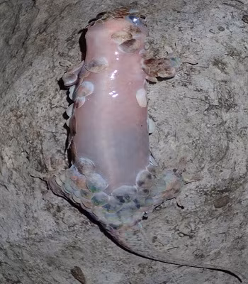 tac-ke-khoa-than-trut-bo-vay-chay-tron-ke-thu-1