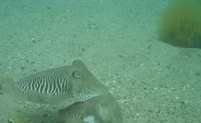 Mực nang quyết chiến bảo vệ bạn tình trước kẻ quấy rối