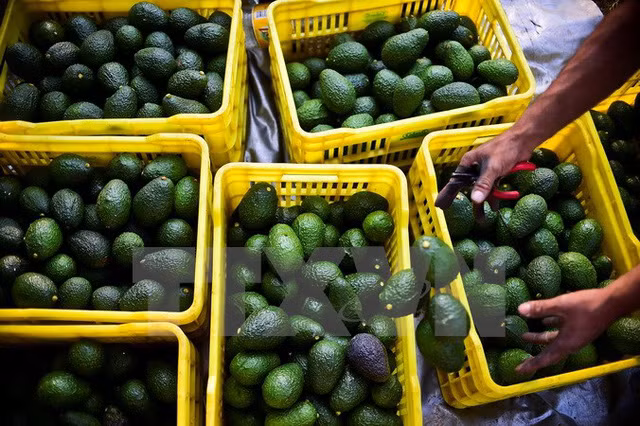 Phát minh nhựa sinh học từ hạt quả bơ, thân thiện môi trường