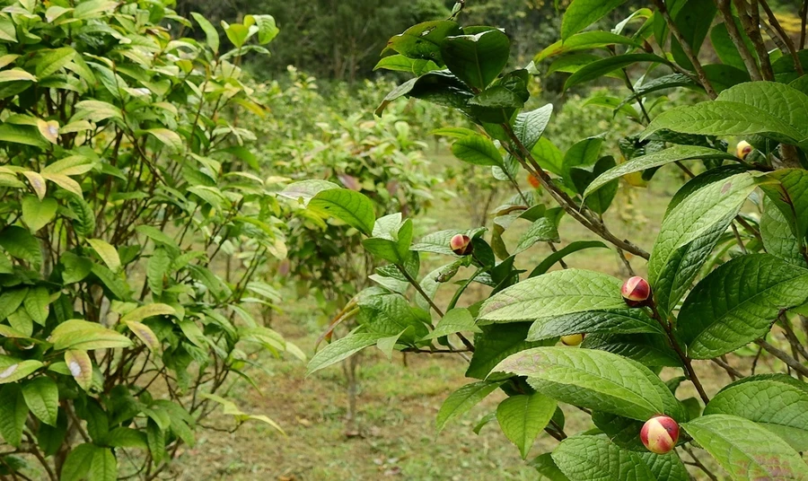 Cây trà hoa vàng ở Ba Chẽ.