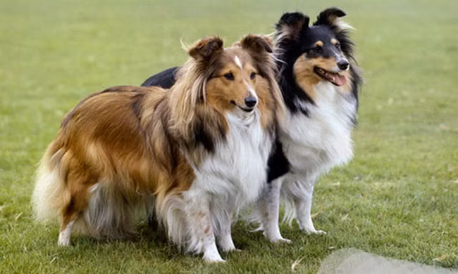 Điểm tên 10 giống chó thông minh nhất thế giới