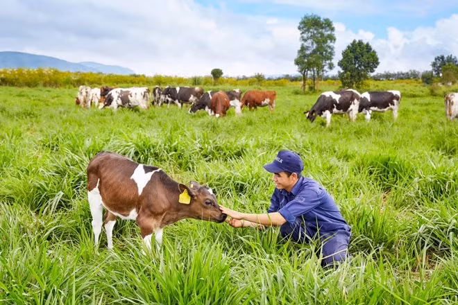 Chăm sóc bò sữa organic tại Trang trại bò sữa Đà Lạt của Vinamilk