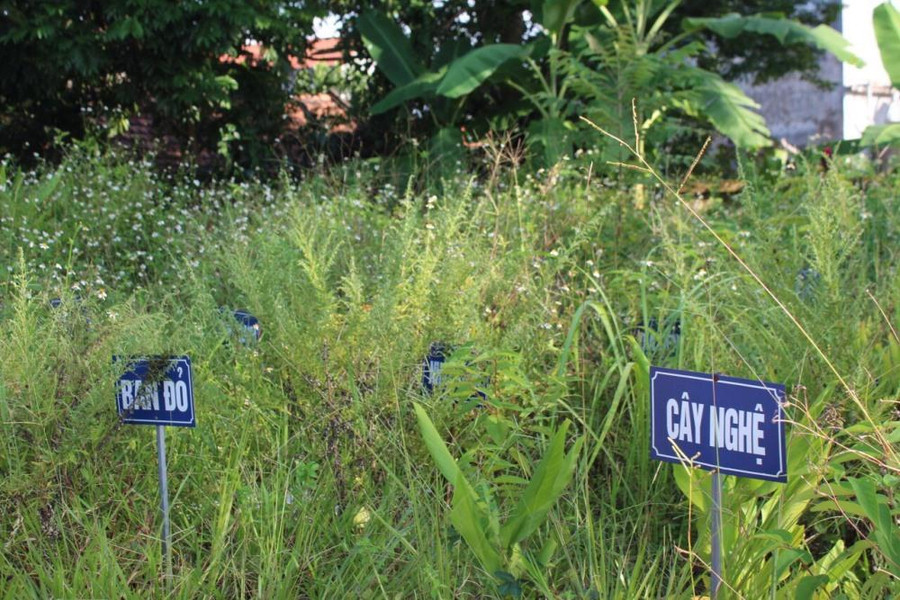 Khu vực trồng cây dược liệu không được chăm sóc, nhiều cỏ dại mọc xen kẽ cây dược liệu.