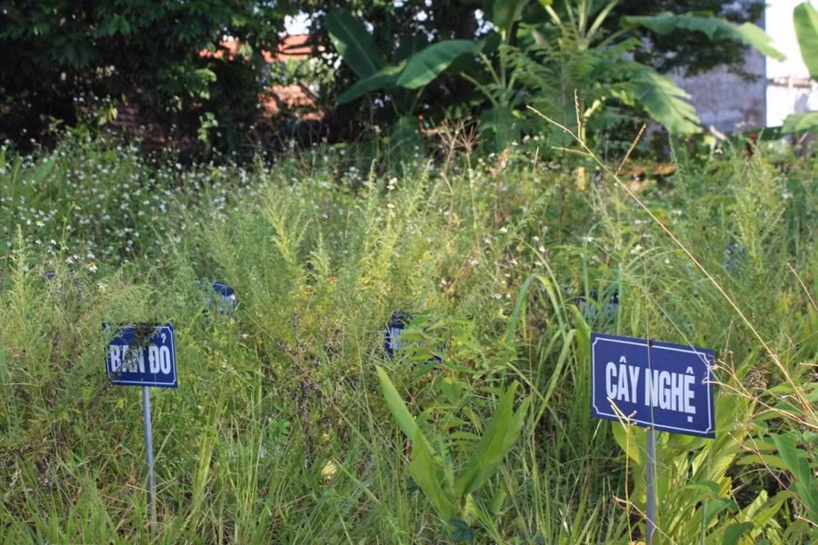 Khu vực trồng cây dược liệu không được chăm sóc, nhiều cỏ dại mọc xen kẽ cây dược liệu.