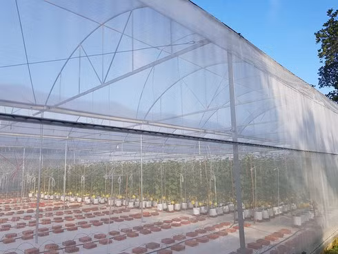 Quy trình chăm sóc mô hình dưa lưới công nghệ cao trong nhà màng đòi hỏi kỹ thuật rất bài bản và khắt khe. Ảnh : Đặng Sơn