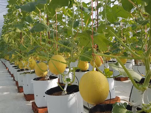 Mô hình dưa lưới công nghệ cao đưa lại hiệu quả kinh tế cao tại vùng quê nghèo xã miền núi Nam Hương. Ảnh Đặng Sơn