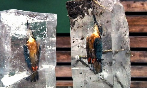Chim bói cá chết cứng trong băng vì tham mồi