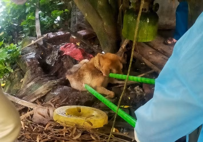 Con chó cắn 14 người bị bắt, tiêu hủy.