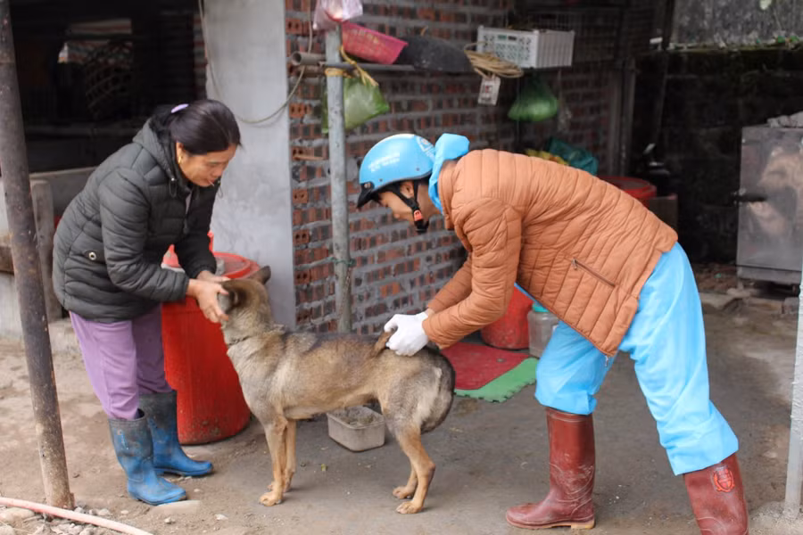 Cán bộ thú y tiêm vaccine phòng bệnh dại cho chó, mèo nuôi trên địa bàn huyện Đầm Hà.