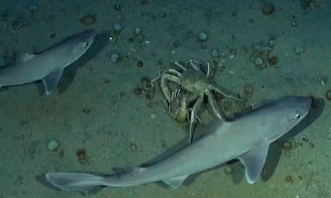 Đôi cua phải bỏ dở cuộc giao phối vì đàn cá mập quấy rầy