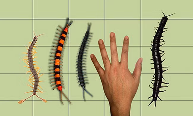 Những loài rết lớn nhất trên Trái Đất