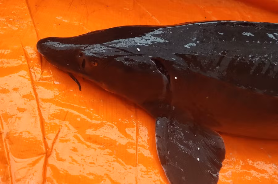 Cá tầm thuần chủng da đen, trơn, mịn, nhiều nhớt