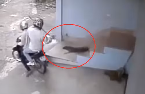 Hệ lụy đau lòng của nạn trộm chó