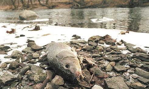  Các thảm họa xả thải gây ô nhiễm nguồn nước trên thế giới