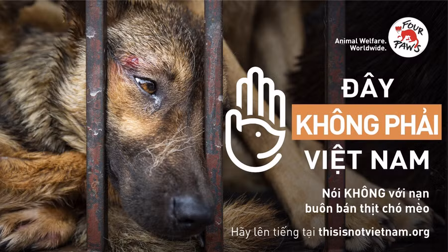 FOUR PAWS phát động chiến dịch lớn tại Việt Nam nhằm chấm dứt nạn buôn bán thịt chó và mèo “tàn nhẫn và dã man”