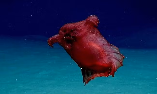 Phát hiện "quái vật gà không đầu" ở biển Nam cực 