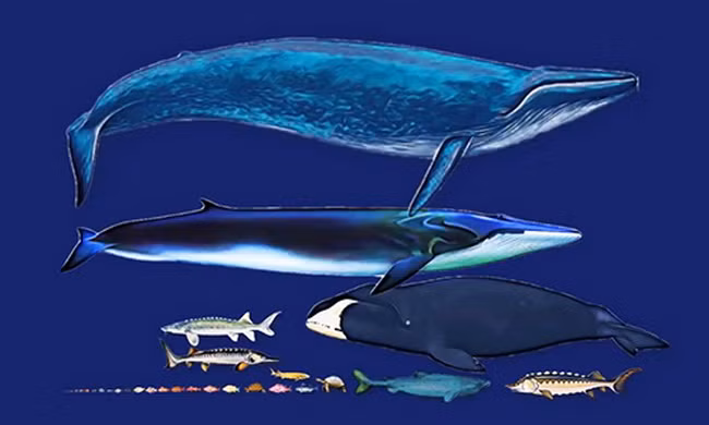 So sánh kích thước những loài động vật sống trên 100 năm