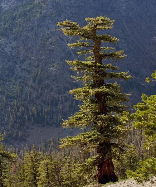 Những loài cây cao nhất thế giới đang bị đe dọa ảnh 1