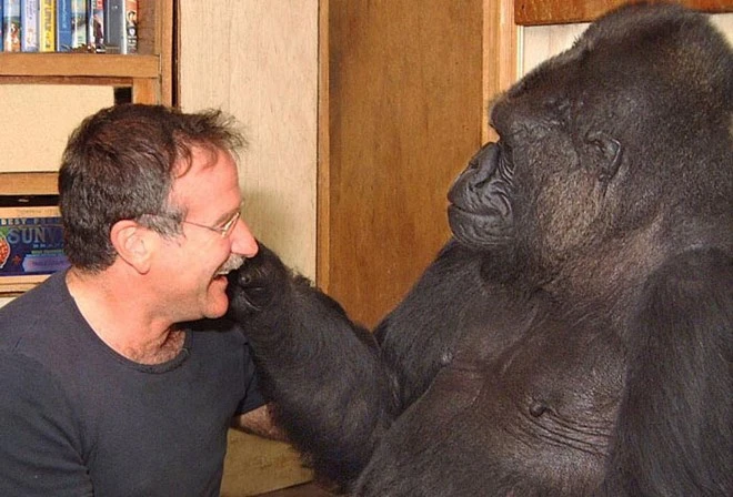 Robin Williams và Koko khi quay bộ phim tài liệu về cô khỉ Gorilla này