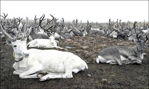 Số lượng lớn tuần lộc ở khu tự trị Yamalo-Nenets, Nga sẽ bị tiêu hủy để ngăn lây nhiễm bệnh. 