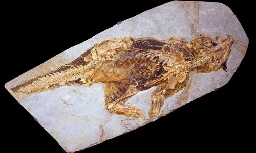 Hóa thạch khủng long Pssittacosaurus xuất hiện trên Trái Đất 133 triệu năm trước. 