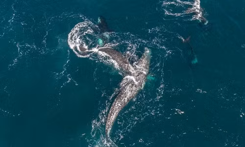 Cá voi mẹ cõng con thoát hiểm ngoạn mục giữa đàn cá voi sát thủ