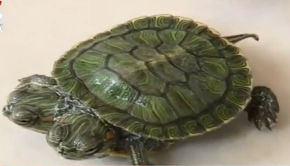 Video cận cảnh rùa hai đầu ở Trung Quốc