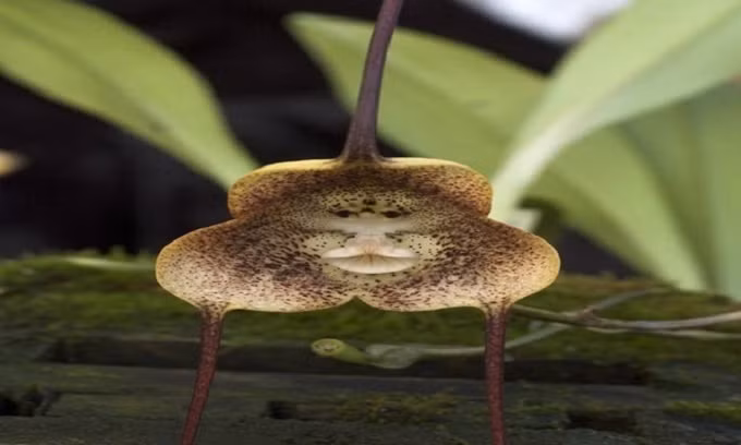 Các tảng đá và cấu trúc trong tự nhiên giống hệt khuôn mặt của con người ảnh 2