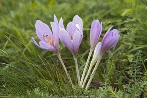 Những loại hoa càng đẹp càng độc, có 1 loại ở Việt Nam rất phổ biến - 8