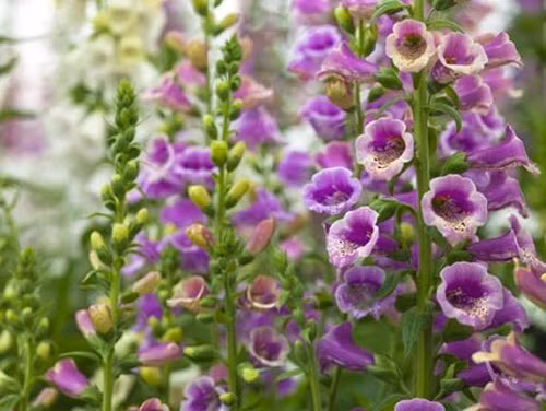 Những loại hoa càng đẹp càng độc, có 1 loại ở Việt Nam rất phổ biến - 5