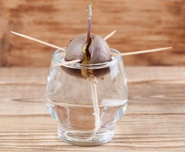 5 loại cây ăn quả vứt hạt ra cũng sống, mấy tháng sau có quả ăn quanh năm - 4