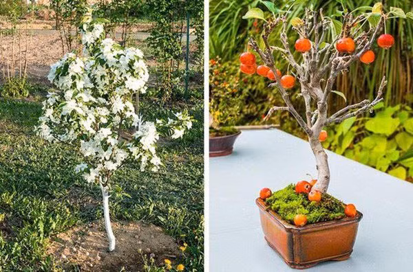 5 loại cây ăn quả vứt hạt ra cũng sống, mấy tháng sau có quả ăn quanh năm - 5