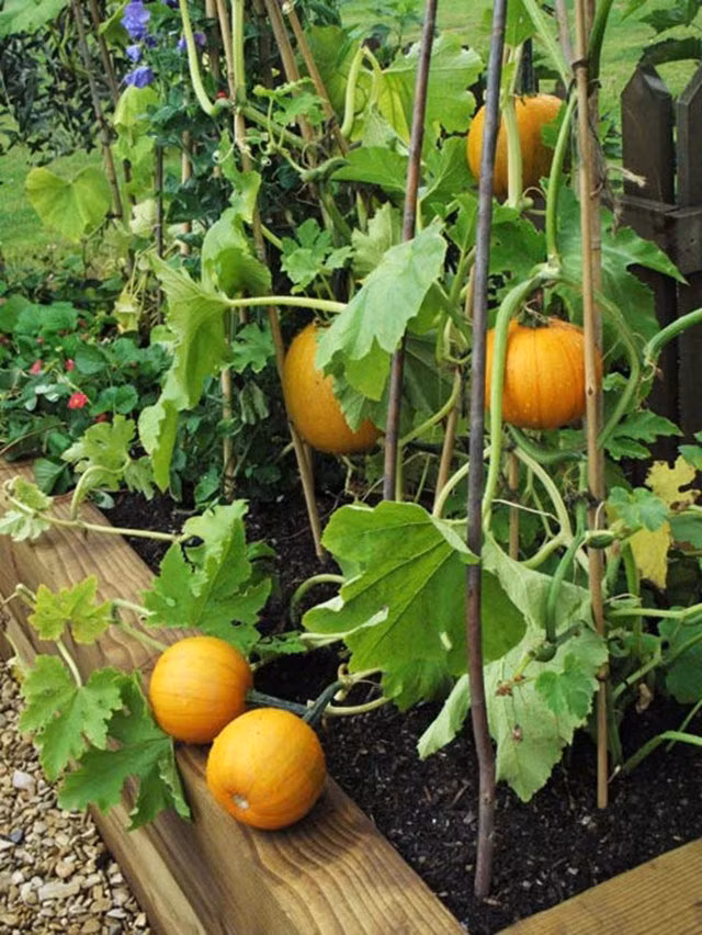 Cách trồng bí ngô trong chậu, quả ra ăn quanh năm không hết ảnh 2