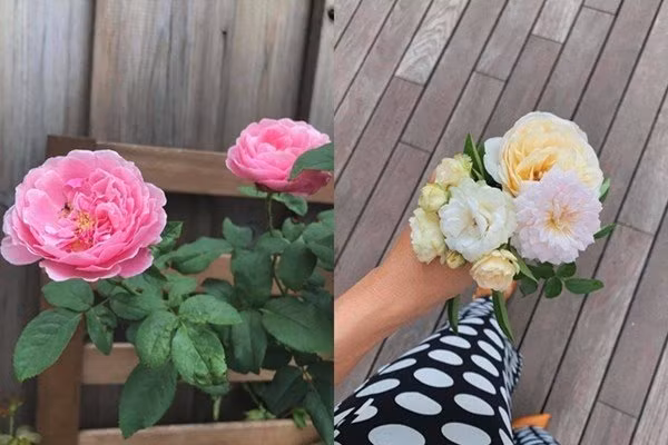 Cũng như Thân Thúy Hà, Hà Tăng cũng chia sẻ nhiều khoảnh khắc trồng và chăm sóc cây, hoa, thu hoạch rau củ trong vườn nhà.