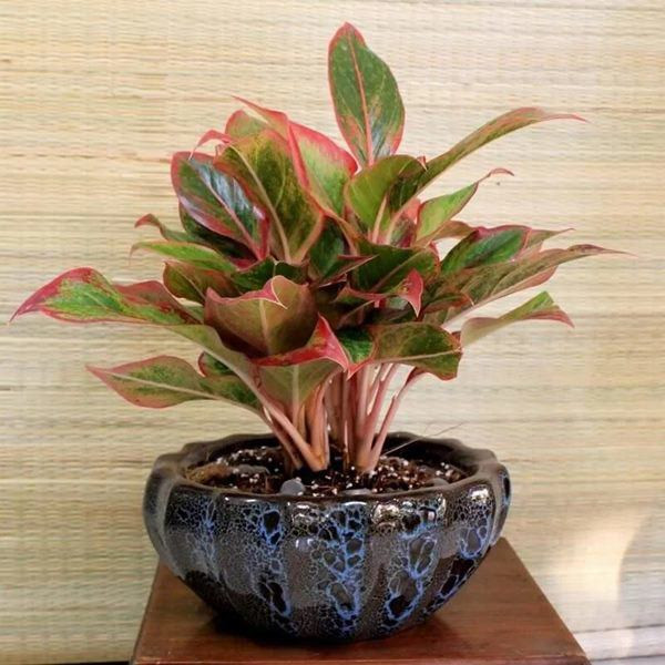 Những loại cây may mắn nên đặt trên bàn thờ ảnh 1 Những loại cây may mắn nên đặt trên bàn thờ ảnh 1