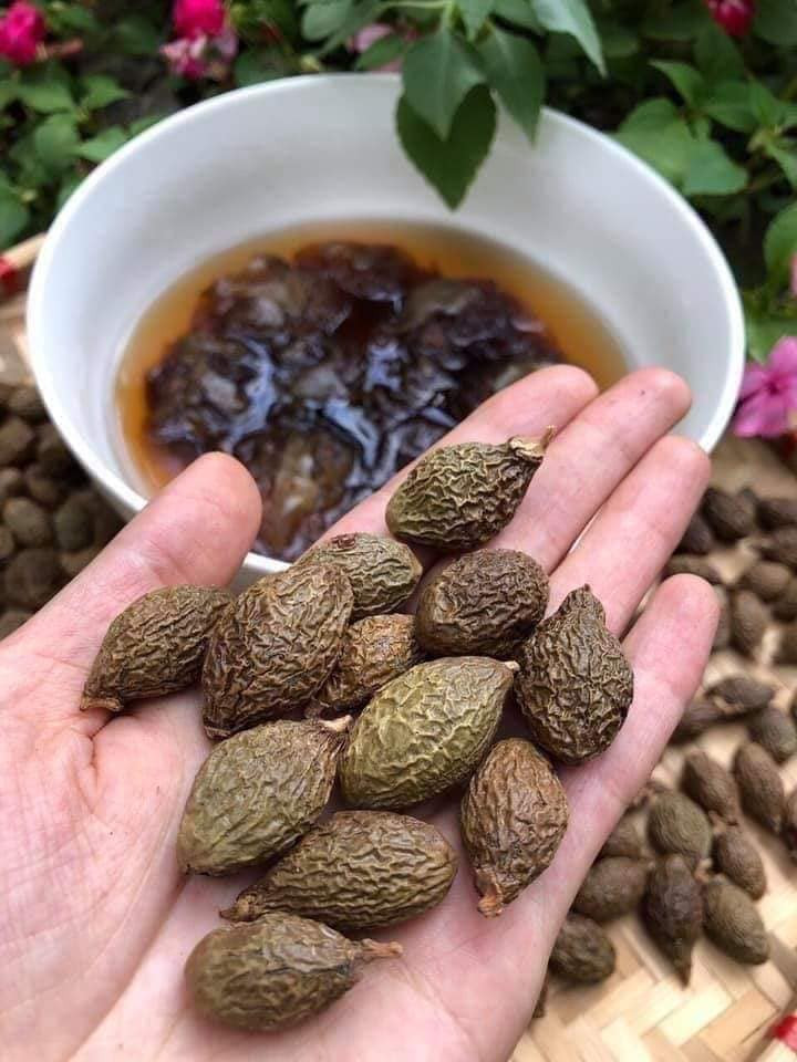 Hạt đười ươi được gọi là hạt “lộc trời” do hạt rụng từ cây mọc tự nhiên trong rừng. Cây trưởng thành 4 năm mới cho hạt một lần. (Ảnh: Bích Vân) Hạt đười ươi được gọi là hạt “lộc trời” do hạt rụng từ cây mọc tự nhiên trong rừng. Cây trưởng thành 4 năm mới cho hạt một lần. (Ảnh: Bích Vân)