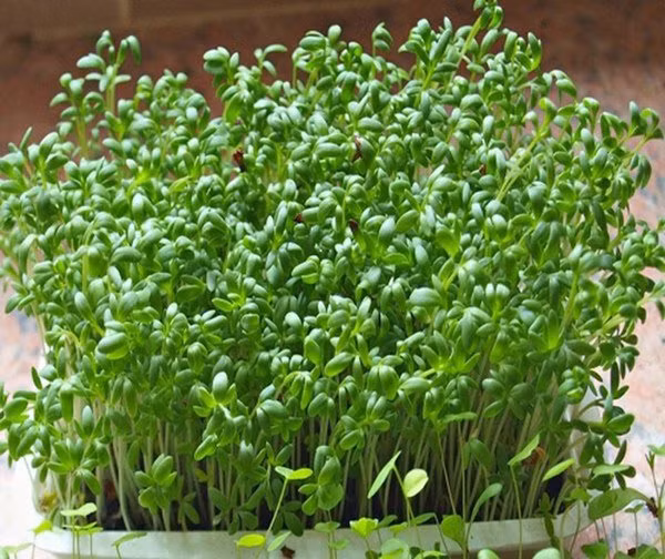 Cách trồng rau mầm không cần đất, 7 ngày sau có rau ăn mãi không hết ảnh 2