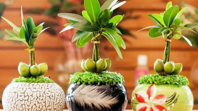 Cây đâm chồi nảy lộc là biểu hiện của sự sống, khởi đầu của những điều vui tươi, may mắn và thành công. (Ảnh minh họa). Ngôi nhà sở hữu 7 điều amp;#34;đại cátamp;#34; này, gia chủ vô cùng may mắn, ở lâu sinh phú quý - 5
