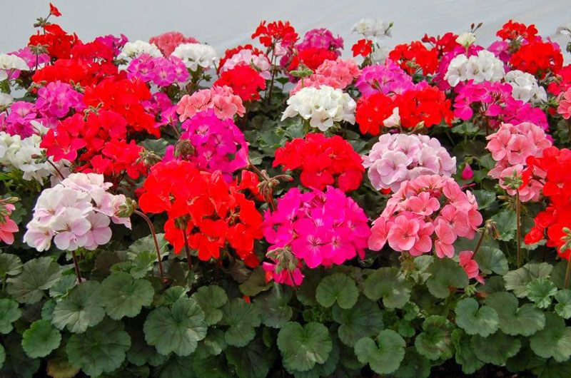 Để các cây cảnh phát triển tốt, nên để chậu cây gần cửa sổ nơi có ánh nắng và tưới cây đều đặn mỗi ngày để đất luôn ẩm ướt. (Ảnh minh họa) 10 loại hoa siêu dễ trồng mùa thu khiến ban công thêm rực rõ, ai đi qua cũng nhìn - 11
