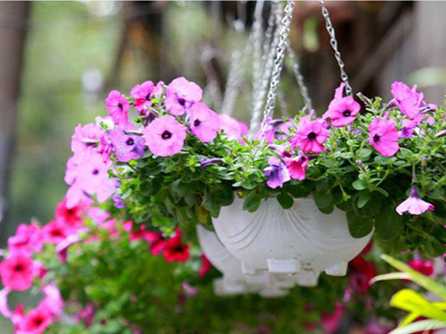 Dạ yến thảo gồm 3 loại với nhiều màu sắc khác nhau. (Ảnh minh họa) 10 loại hoa siêu dễ trồng mùa thu khiến ban công thêm rực rõ, ai đi qua cũng nhìn - 1