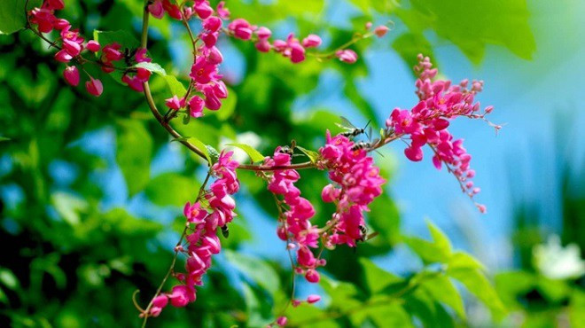 Loài hoa này trồng trên ban công khiến cho mặt tiền nhà bạn bừng sáng với muôn sắc hoa. (Ảnh minh họa) 10 loại hoa siêu dễ trồng mùa thu khiến ban công thêm rực rõ, ai đi qua cũng nhìn - 7