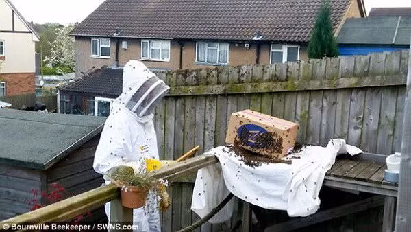 Đi vắng 1 ngày, lúc trở về gia đình người Anh hãi hùng nhìn cảnh ở hàng rào sau nhà - 3