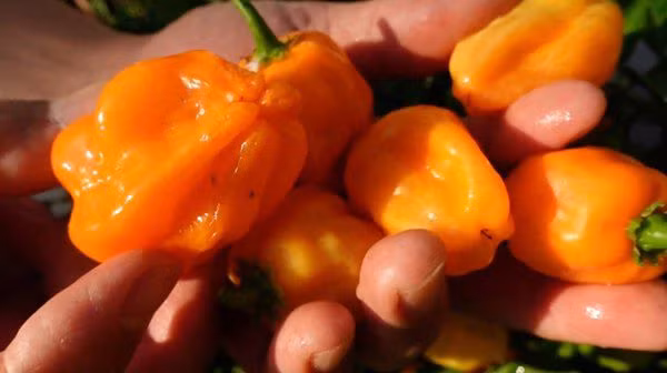 Danh hài Vân Sơn khoe vườn trái cây 1.200m2, quả rụng đỏ gốc ăn không hết - 10