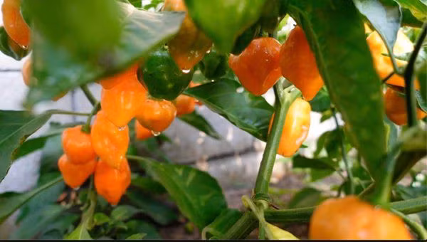 Danh hài Vân Sơn khoe vườn trái cây 1.200m2, quả rụng đỏ gốc ăn không hết - 11