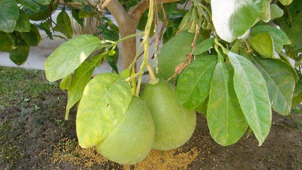 Danh hài Vân Sơn khoe vườn trái cây 1.200m2, quả rụng đỏ gốc ăn không hết - 8